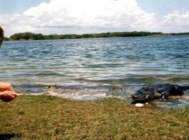 Alligator eating hamburger